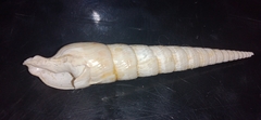 Terebra