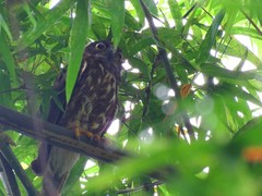 Ninox japonica