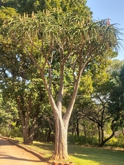 Aloidendron