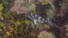 Latridopsis ciliaris