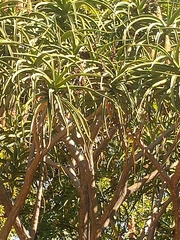 Aloidendron