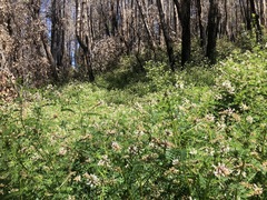 Astragalus agnicidus
