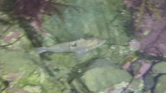 Notolabrus celidotus