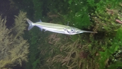 Hyporhamphus ihi