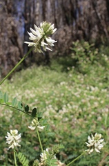 Astragalus agnicidus
