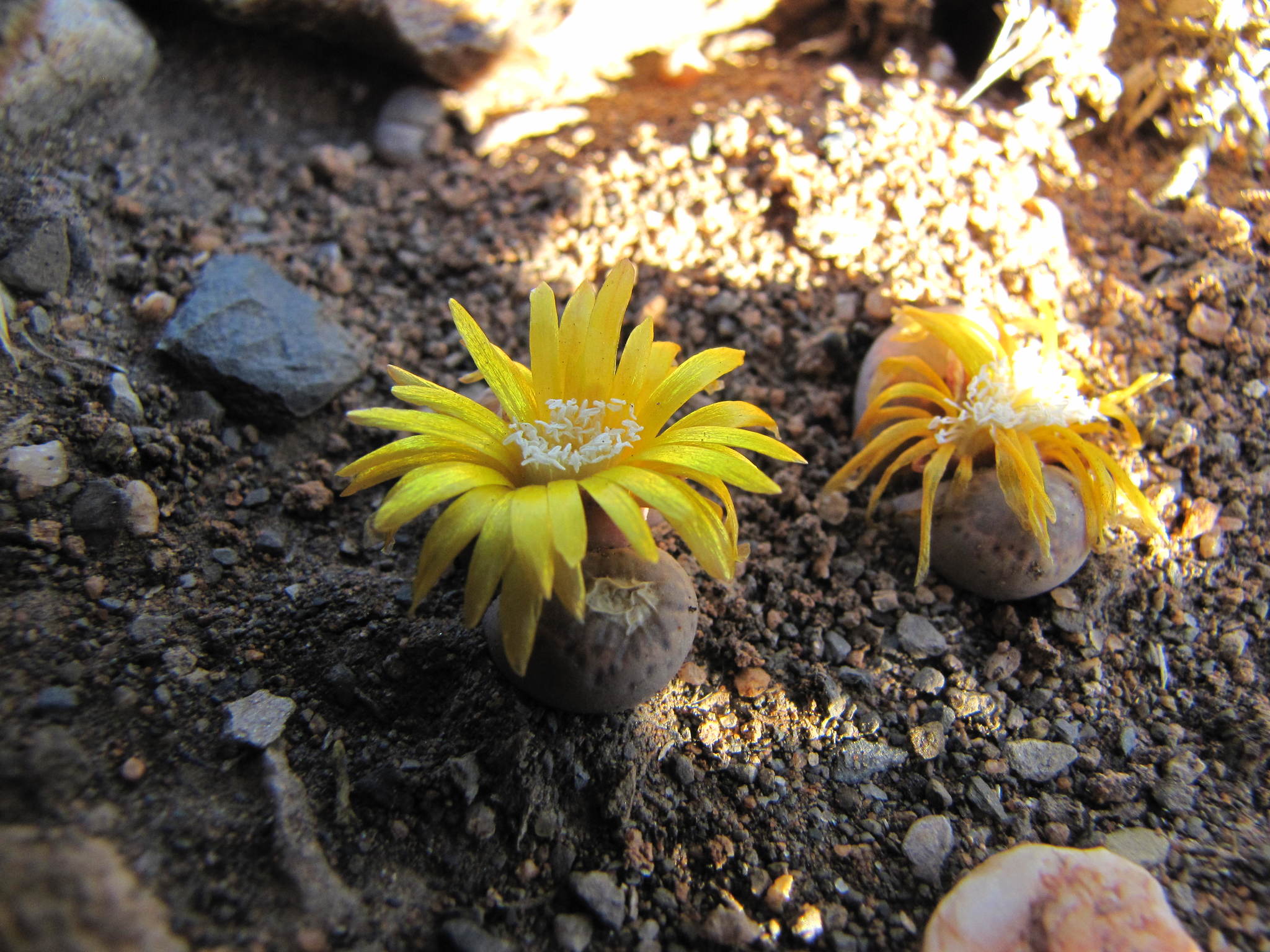 Lithops localis C130 30 km SW of Rietbron, South Africa
