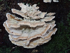 Postia punctata