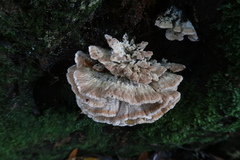 Postia punctata