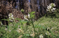 Astragalus agnicidus