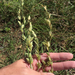 Eragrostis superba - Photo (c) Sam Kieschnick,  זכויות יוצרים חלקיות (CC BY), הועלה על ידי Sam Kieschnick