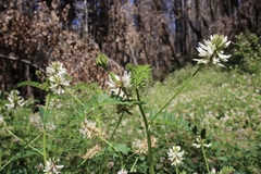 Astragalus agnicidus