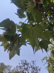 Platanaceae
