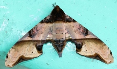 Amplypterus panopus