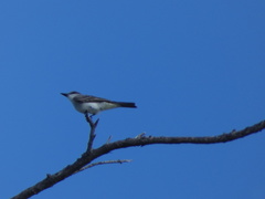 Tyrannus dominicensis