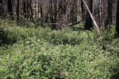 Astragalus agnicidus