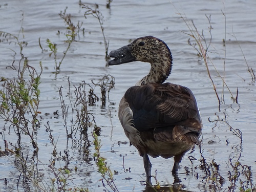 Knob-billed Duck