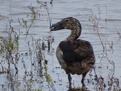 Knob-Billed Duck photo 3
