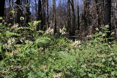 Astragalus agnicidus
