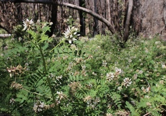 Astragalus agnicidus