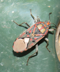 Spilostethus pandurus elegans