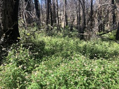 Astragalus agnicidus