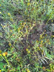 Chrysanthellum indicum afroamericanum