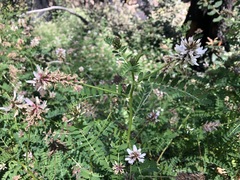 Astragalus agnicidus