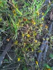Chrysanthellum indicum afroamericanum