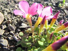 Oxalis inaequalis