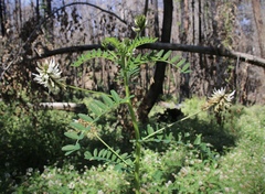 Astragalus agnicidus