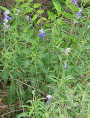 Salvia farinacea