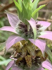 Monarda punctata