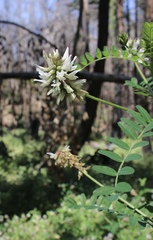 Astragalus agnicidus