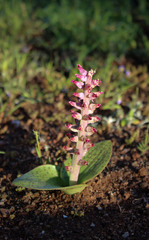 Lachenalia carnosa