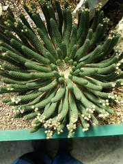 Euphorbia inermis