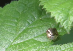 Cosmopepla intergressa