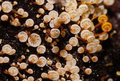Xeromphalina leonina