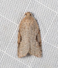 Meritastis piperata