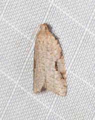 Meritastis piperata