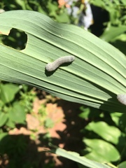 Phymatocera aterrima