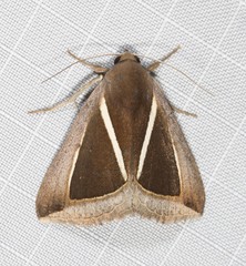 Chalciope alcyona