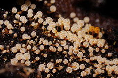 Xeromphalina leonina