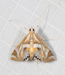 Margarosticha euprepialis