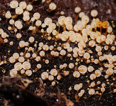 Xeromphalina leonina