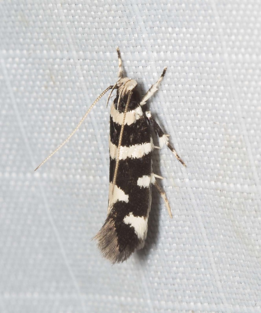 Macrobathra sarcoleuca