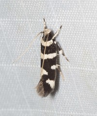 Macrobathra sarcoleuca