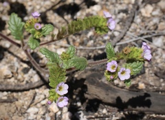 Phacelia suaveolens