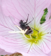 Trichiotinus piger
