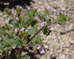 Phacelia suaveolens