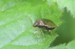 Cosmopepla intergressa